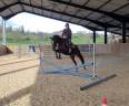 Mare Thoroughbred For sale 2021 Bay