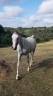 Gelding Arabian Thoroughbred For sale 2015 Grey