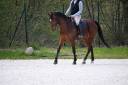 Gelding Zangersheide For sale 2022 Bay