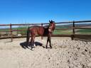 Gelding Origin Recorded For sale 2023 Dark Bay