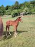 Gelding Selle Français For sale 2025 Dark Bay