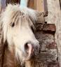 Krumble d'Isabel - Shetland Pony 2020 by BAREZZ FROM BROKEN COLOUR (NL)
