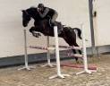 Gelding KWPN Dutch Warmblood For sale 2020 Other color