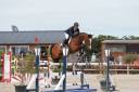 Mare Selle Français For sale 2009 Bay