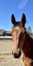 Filly Zangersheide For sale 2023 Bay