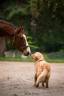 Gelding Thoroughbred For sale 2020 Bay