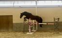 Gelding KWPN Dutch Warmblood For sale 2016 Bay