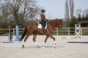 Gelding Hanoverian For sale 2020 Chesnut