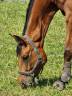 Gelding Selle Français For sale 2017 Bay