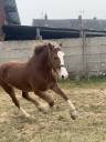 Mare Welsh Pony (Section D), Welsh Cob For sale 2023 Chesnut