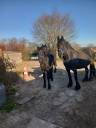 Filly Friesian Sporthorse For sale 2024 Black