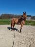Gelding KWPN Dutch Warmblood For sale 2019 Chesnut