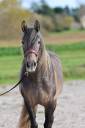 Kariñoso del Ber - PRE Pure Spanish Bred 2020 by Doblon-TR