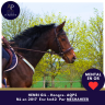 Gelding AQPS For sale 2017 Bay