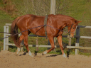 Mare Selle Français For sale 2019 Chesnut