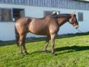 Gelding sBs Belgian Warmblood For sale 2019 Bay