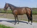 Mare Zangersheide For sale 2017 Bay