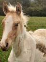 Colt Palomino For sale 2024 Palomino