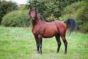 Entire Arabian Thoroughbred For sale 2019 Bay