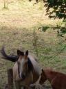 Mare Palomino For sale 2018 Buckskin