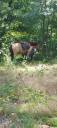 Gelding Origin Recorded For sale 2021 Buckskin