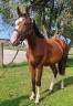 Gelding Selle Français For sale 2022 Bay