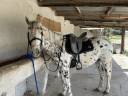 Gelding No Origin Recorded For sale 2019 Appaloosa