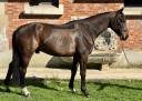 Gelding Selle Français For sale 2019 Dark Bay
