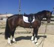 Gelding KWPN Dutch Warmblood For sale 2019 Chesnut