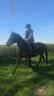 Mare French Trotter For sale 2021 Dark Bay