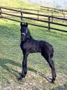Filly Friesian For sale 2025 Black