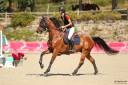 Gelding Selle Français For sale 2019 Bay