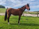 Gelding Selle Français For sale 2022 Bay