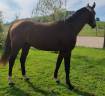Stallion Selle Français For sale 2022 Bay