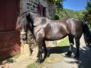Mare Percheron For sale 2011 Black