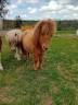 Filly Shetland Pony For sale 2024 Chesnut
