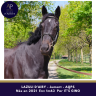 Mare AQPS For sale 2021 Bay