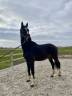 Gelding BWP Belgian Warmblood For sale 2022 Dark Bay