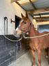 Mare Other Pony Breed For sale 2020 Chesnut