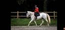 Broodmare Selle Français For sale 2009 Grey