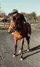 Gelding French Trotter For sale 2021 Bay