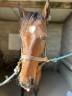 Gelding French Trotter For sale 2022 Bay