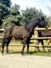 Mare CDF - French Dressage Horse For sale 2023 Dark Bay