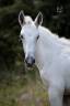 Colt PRE Pure Spanish Bred For sale 2025 Palomino