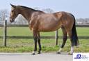 Mare BWP Belgian Warmblood For sale 2020 Bay