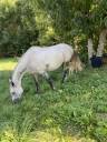 Gelding Arabian Thoroughbred For sale 2016 Grey