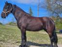 Mare Friesian For sale 2015 Black