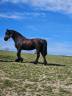 Mare Friesian For sale 2011 Black