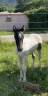 Filly Origin Recorded For sale 2023 Coloured