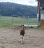 Filly Franche-Montagne For sale 2025 Chesnut
